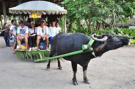 VILLA ESCUDERO DAY TOUR with Carabao Cart Ride and .